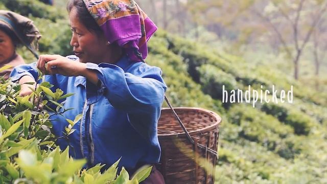 Schlürf goes Darjeeling смотреть онлайн