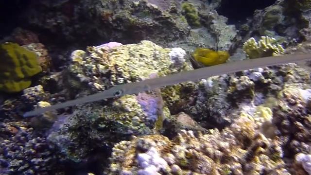Tauchen in Maheleg, Erg Dani und Shaab Marsa Alam (Rotes Meer 2012) смотреть онлайн