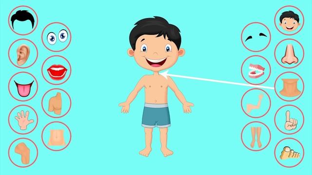 Tana A'zolari - Bolajonlar Uchun