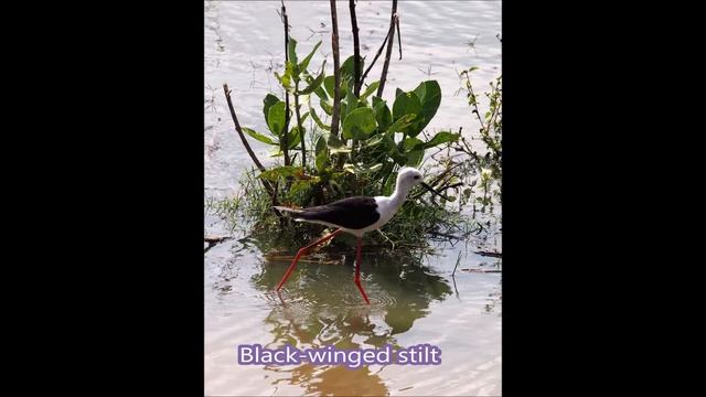 Sri Lanka (Part 3) - Udawalawe (Birds in Sri Lanka) смотреть онлайн