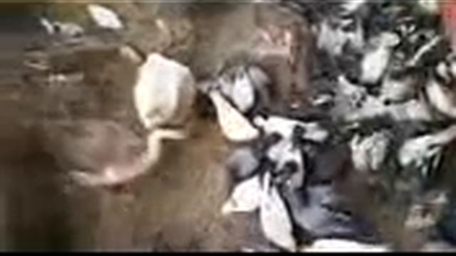 Путешествие в Ассам #2 Journey to Assam #2 смотреть онлайн