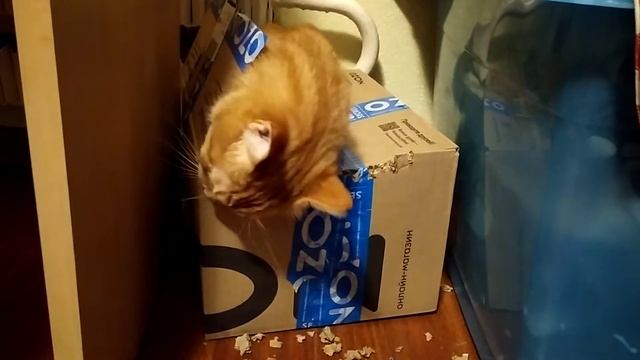 Кот-бобёр смотреть онлайн