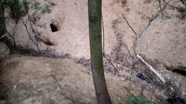 Фотоловушка. Видео с фотоловушки. Природа. Лес. Овраг. Лисьи норы.