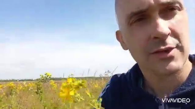 Сбор Зверобоя со шмелями. смотреть онлайн