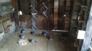 голубиные гонки - 50 км - юг