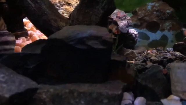 Zebra Danio | 20 Gallon Aquarium | ft. Tiger Barb смотреть онлайн