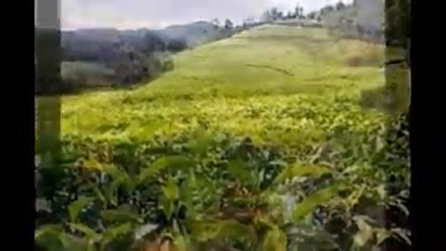 Rwanda Import and Export Ltd: Rwanda Tea Exportation and Importation смотреть онлайн
