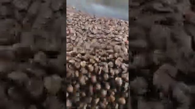 Cà phê sạch nguyên chất Arabica смотреть онлайн