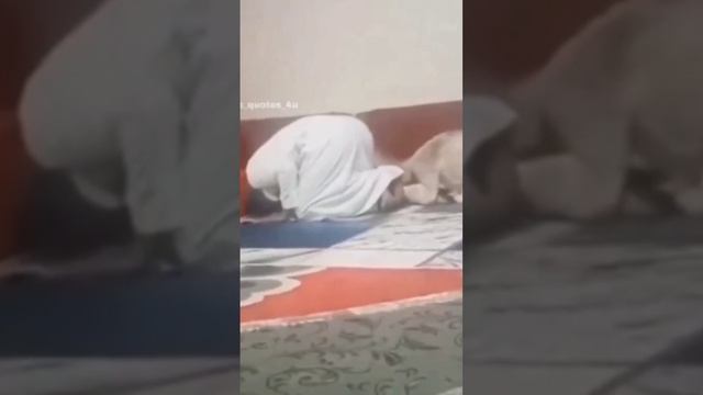 scene_output.mp4 смотреть онлайн