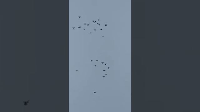 голуби.Евгения.Липецкая.обл.с.Ровенка. смотреть онлайн