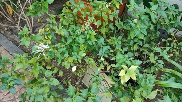 Ортосифон тычиночный или кошачий ус. Orthosiphon Aristatus Or Cat Whisker.