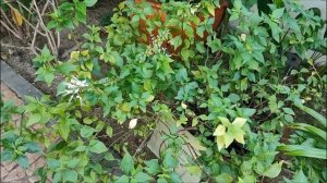 Ортосифон тычиночный или кошачий ус. Orthosiphon aristatus or cat whisker.