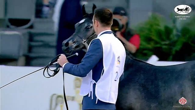 N 24 OSM SHEKIHA Kuwait Purebred Arabian Horses Show 2022 Yearling Fillies Class 1B смотреть онлайн