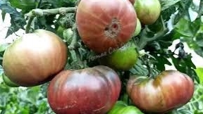 Томат " Фиолетовая империя", сорт из проекта "Гном Томатный"