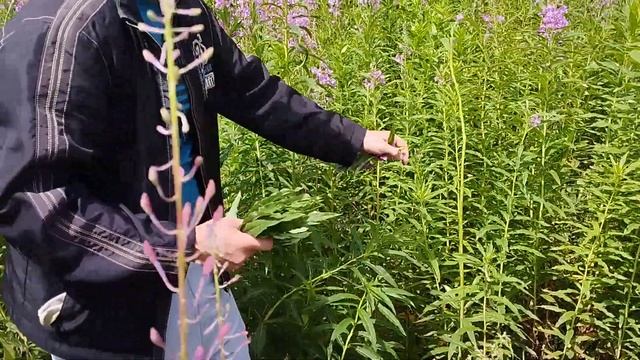 Сбор Иван-чая на Семинском перевале. смотреть онлайн