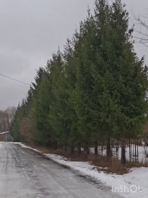 Ёлки в живой изгороди