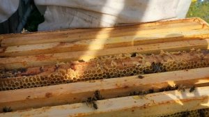 Карника Пешец в работе))