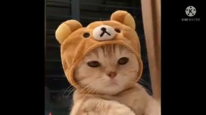 а я тебе поставлю лайк лайк лайк! 😺😸😹😻😼😽🙀😿😾