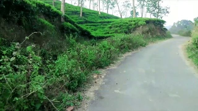 Tea Garden смотреть онлайн