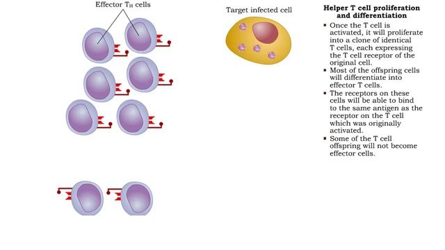 Helper T cell receptors, activation, proliferation, differentiation & action смотреть онлайн