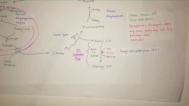 Fatty Acid Synthesis | Biological Chemistry | Video 21 смотреть онлайн