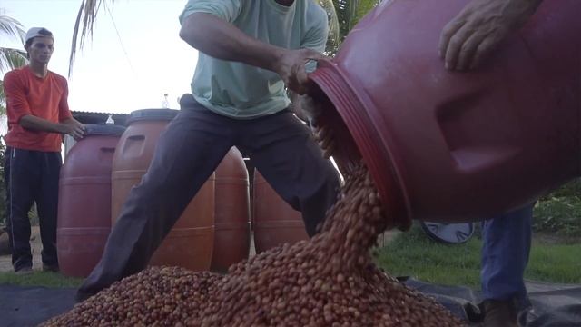 The Exciting Potential Of Amazonian Robusta? смотреть онлайн