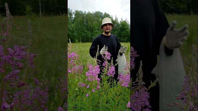 Собираю Иван Чай: Вкусно, полезно и бесплатно. Атака американского комара смотреть онлайн