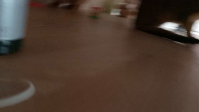 Коты под кроватью, попугаи поют , черепаха греется под лампой смотреть онлайн