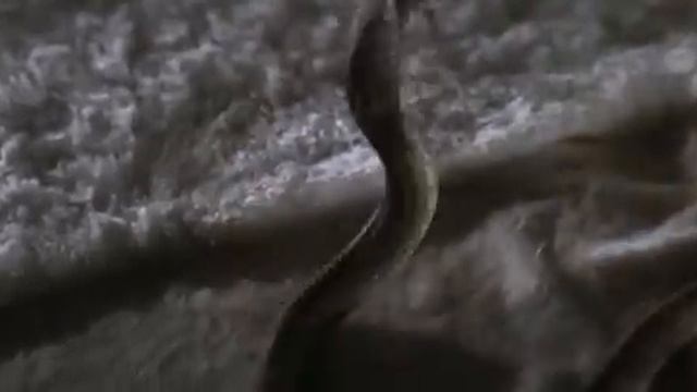 Ren She Shu (Cobra Girl) (Fangs of the Cobra) (Sun Chung, Hong Kong, 1977) смотреть онлайн