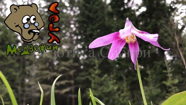 Анонс занятия Школы травоведения смотреть онлайн