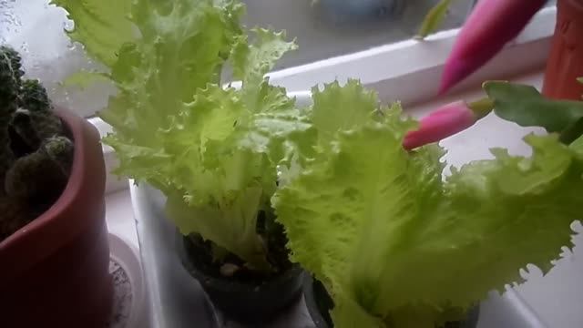 ВЫРАЩИВАЮ САЛАТ НА ПОДОКОННИКЕ. смотреть онлайн