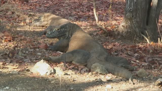 Драконы острова Ричи, Индонезия. (Richi Dragon)