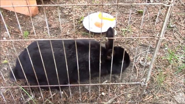 Black Bunny - Banana, Apple, Carrot or Paprika - Was frisst ein Kanninchen (Hase)? смотреть онлайн