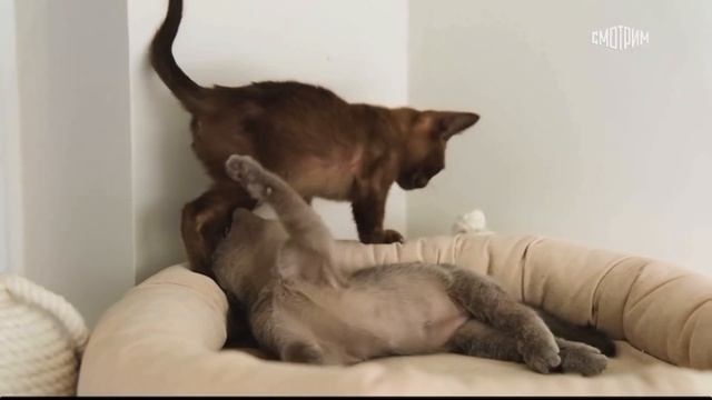 Питомник Freya Way принял участие в передаче «В кругу друзей» на телеканале Россия 1 ☺️ смотреть онлайн