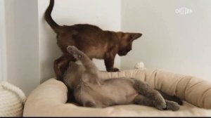 Питомник Freya Way принял участие в передаче «В кругу друзей» на телеканале Россия 1  ☺️