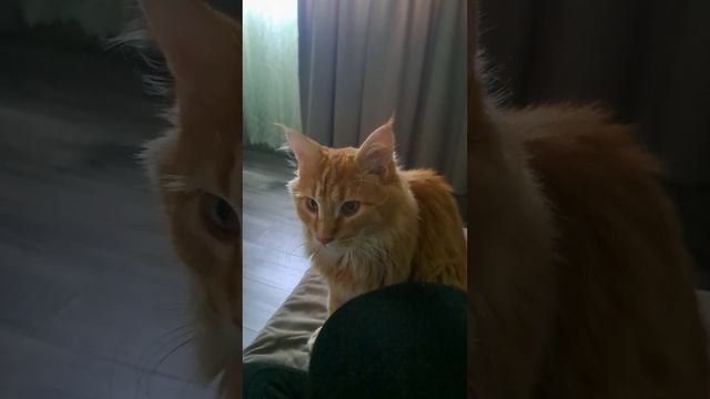 Кот Мейн-кун разговаривает. смотреть онлайн