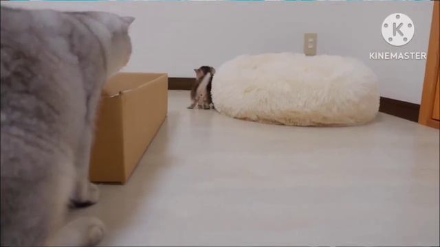 The Kitten Approach The Daddy Cats To Play With Him Was Sooo Cute | смотреть онлайн