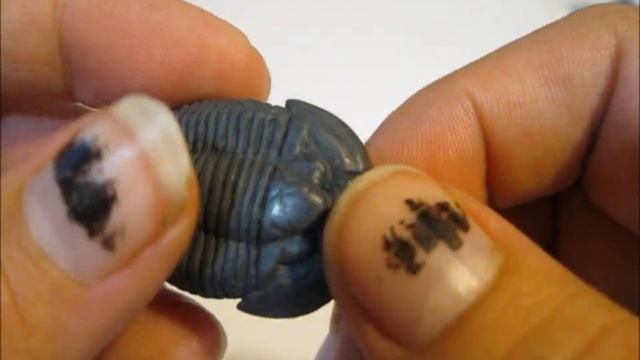 Tutorial: Trilobite fossil made with Polymer Clay (realistic) смотреть онлайн