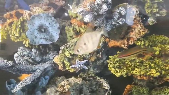 Дистанцирование от мыслей. смотреть онлайн