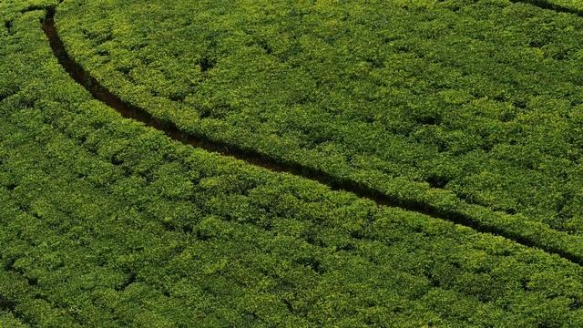 Ceylon Tea Plantation - Sri Lanka by The Travelover смотреть онлайн