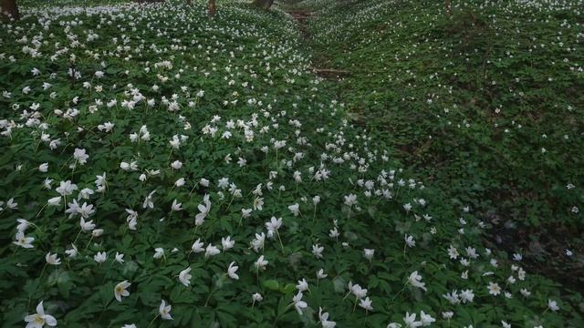 Калининградская область, Светлогорский лес (Музыка: Cannons - Dancing In the Dark) смотреть онлайн