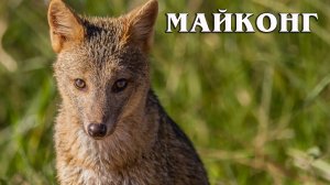 Майконг: Лиса-крабоед из Южноамериканской саванны | Интересные факты про лисиц