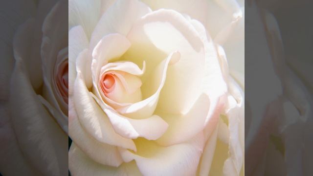 Tea Rose смотреть онлайн