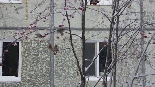 Свиристели. смотреть онлайн