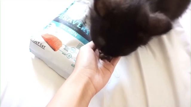 Bravery cat food review by Loki, the cute black cat. смотреть онлайн