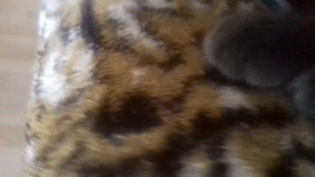 мой котик маинкун тюша смотреть онлайн