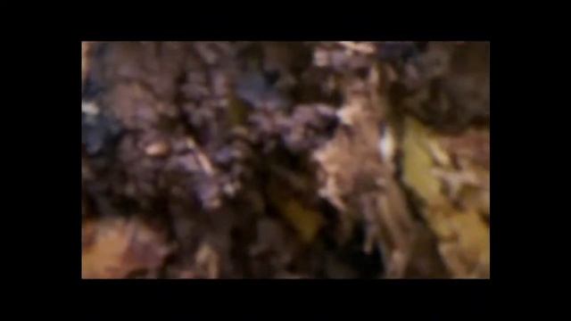 Aphaenogaster carolinensis Collection смотреть онлайн