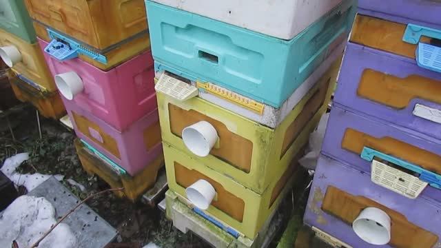 январь на пасеке и возможные проблемы с пчелами в январе, ответы на вопросы, обновление 11.01.2025 смотреть онлайн