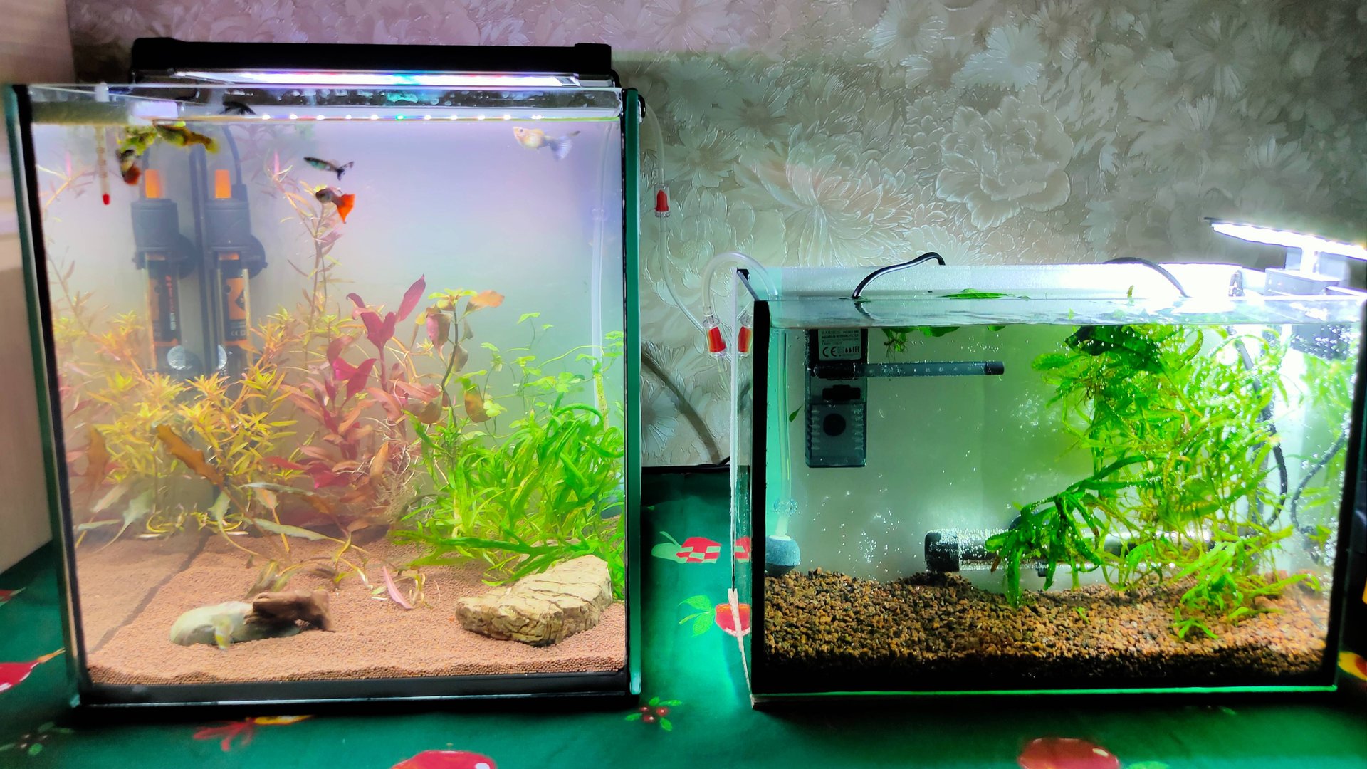 Как быстро запустить 30 литровый аквариум за 20 минут! смотреть онлайн