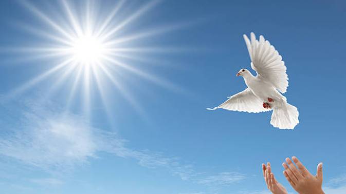 НИВА, голуби! смотреть онлайн